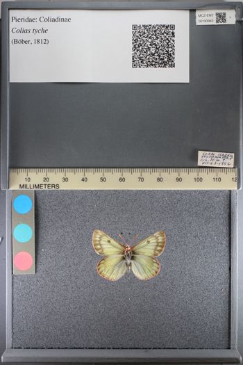 Media type: image;   Entomology 193943